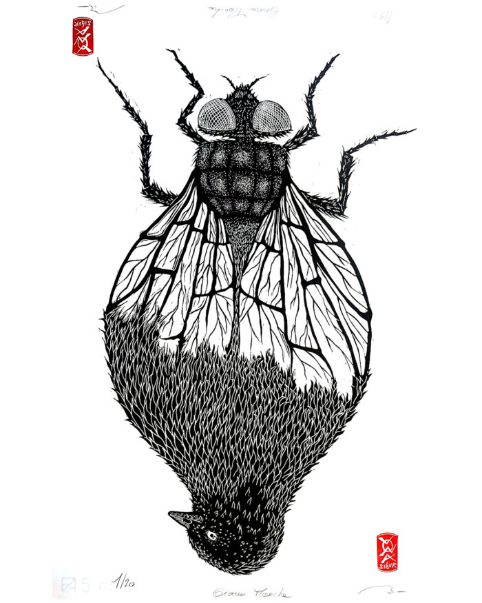 Oiseau-Mouche – Image 3