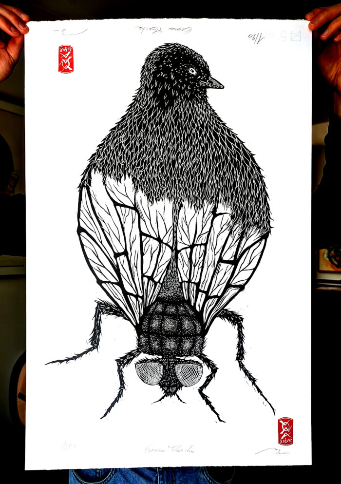 Oiseau-Mouche – Image 2